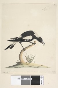 Page 7. Barita. Following Title in Different Hand 1/2 the Natural Size. Another Note in a Third Hand, Reads This Bird Has a Very Uncommon and Not Unpleasant Note. Black-Backed Magpie Gymnorhina Tibicen, 1791-92 by Unknown artist