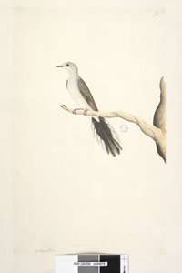 Natural Size Diamond Dove