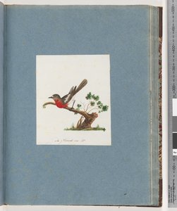 Page 81. Scarlet Robin