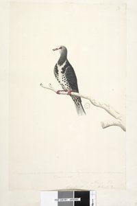 Wonga Pigeon, 1791-92