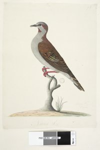 Natural Size Brush Bronzewing Pigeon