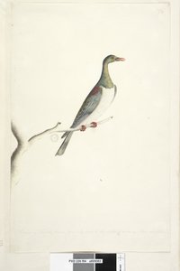 Drawn to Half Size Norfolk Island Pigeon by Unknown artist