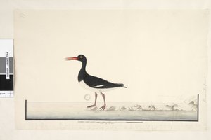 Hematopus by Unknown artist