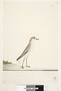 Page 88. Charadrius. below frame line in different hand This bird runs on the ground like the Sand Lark and is very common on the sands in the different parts of the harbour. below this in third hand Natural size Red, capped Dotterel Charadrius alexandrinu by Unknown artist