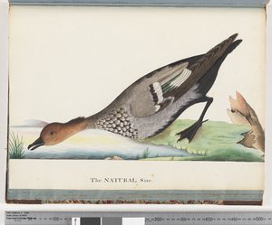Page 88. Duck by Unknown artist