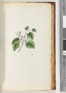 Page 88. Unidentified Plant by Unknown artist