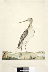 Page 92. Scolopax. December. Natural size, iris doubtful Japanese Snipe Gallinago hardwicki by Unknown artist