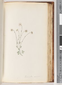 Page 94. Eriocalia Minor by Unknown artist