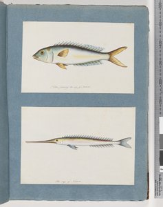 Unidentified Fish by Unknown artist