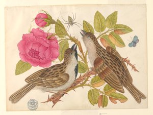 Pair of Brown Birds on Rose Stem with Butterfly and Spider