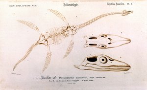 Plesiosaur from the Universal Dictionary of Natural History