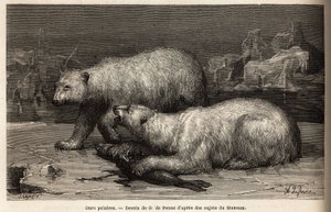 Polar Bears on the Ice Pack, Beating a Seal They Just Caught. Engraving to Illustrate the Voyage to the Free Sea of the Arctic Pole, by Doctor Hayes, Surgeon of the United States Navy, in 1860-1862, Published in Le Tour du Monde, Nouveau Journal des Voyage by Unknown artist