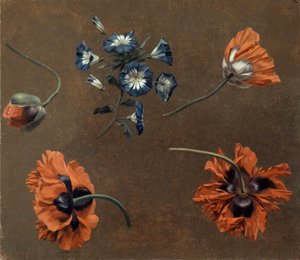 Poppies and Tradascanthus by Unknown artist