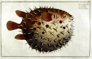 Porcupine fish after Marc Elieser Bloch Ichtyologie Paris - Berlin - London 1787.
