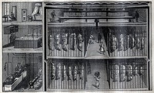 Refrigerated Storerooms for Meat - Engraving from 