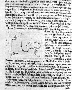 Representation of a Fruit Tree Seed by Antoine van Leeuwenhoek by Unknown artist