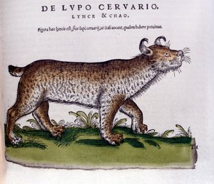 Representation of a Lynx (Wolf-Deer) - Historia Animalium by Conrad Gesner (1516-1565), Tiguri