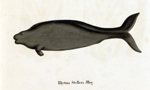 Rhytina Stelleri also called marine cow Steller, specimen disappeared in the 18th century.