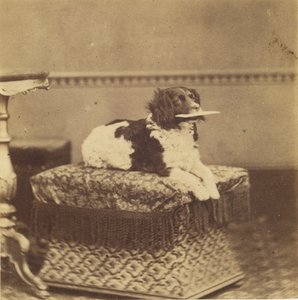 [Sitting Dog with a Bundle in its Mouth] by Unknown artist
