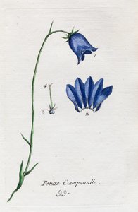 Small Bellflower