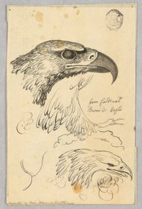 Studies of Two Eagle Heads and One Wing, from Cardinal Bernis