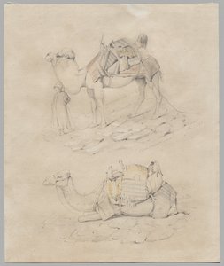 Study of Camels by Unknown artist