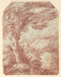 Study of Trees