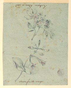 Study of a Hawthorne and Honeysuckle Bough by Unknown artist