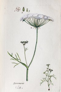 Terrenoix