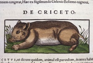 The Hamster in Historia Animalium by Conrad Gesner by Unknown artist