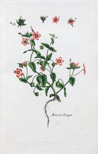 The Scarlet Pimpernel