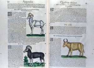 The Double Page of the Quadrupeds in Historia Animalium by Conrad Gesner