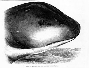 The head of the giant sea snake spotted by the crew of the HMS Daedalus in 1848. Engraving. by Unknown artist