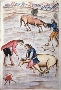 The Red Iron Branding of a Mare, from the Book "Trujillo del Peru" or "Codex Martinez Compañón" by Baltazar Martinez Compañón y Bujanda, Bishop of Trujillo