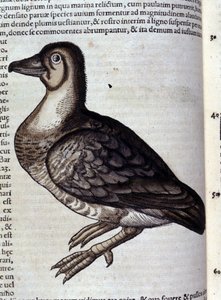 The wild goose from Historiae animalium by Konrad Gesner, Tiguri