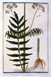 Valerian. 18th Century Engraving