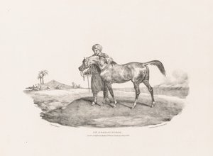 Various Subjects Drawn from Life and on Stone: An Arabian Horse by Unknown artist