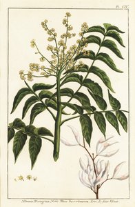Varnish tree or wax tree