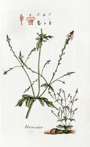 Verbena