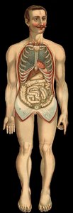View of the Chest and Abdominal Cavity from the Front by Unknown artist
