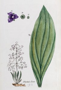 Water Plantain
