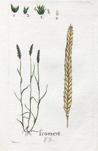 Wheat