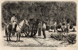 When the coffee is collected, the men collect and transport the heavy baskets filled with coffee beans, while the children clean the pulp that surrounds the coffee beans. Engraving to illustrate the voyage to Brazil, story by M. and Mme Agassiz, in 1865-18
