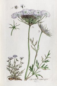 Wild Carrot