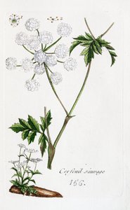 Wild Chervil
