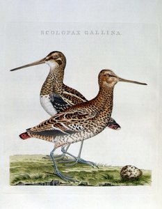 Woodcocks and egg (scolopax gallina) - engraving