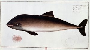 Zoology: board representing a porpoise, aquatic mammal. Print from the beginning of the 18th century. Paris, B.N. by Unknown artist