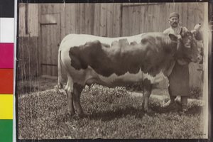 Cow - Pinzgau Gelbscheck