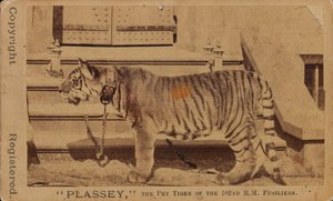 Plassey, the Pet Tiger of the Royal Madras Fusiliers by Unknown photographer