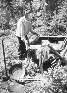 Sluicing operation and panning for gold in California late 19th century
